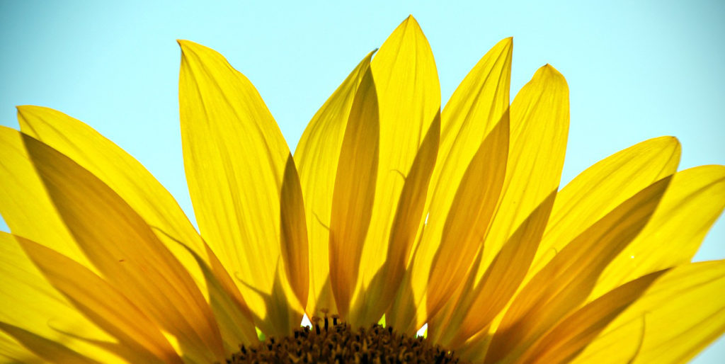 photo of a sunflower