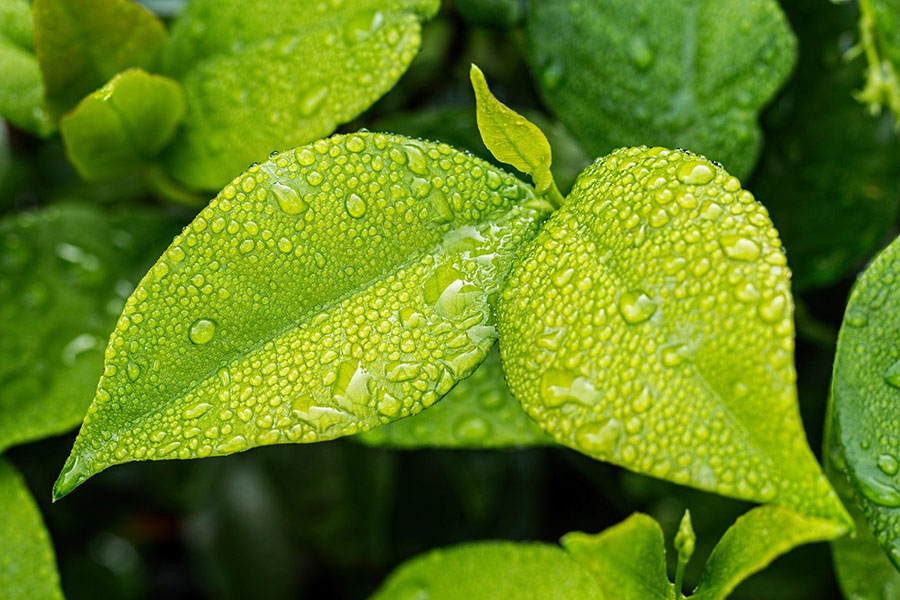 Photo of green leaves