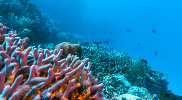 Photo de la biodiversité marine