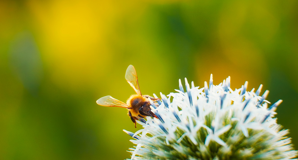 Photo of a bee foraging on a flower