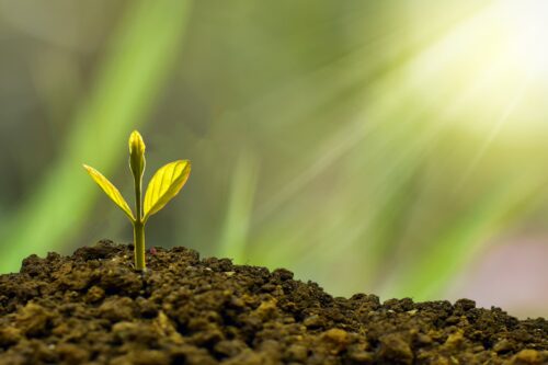 Plante qui pousse