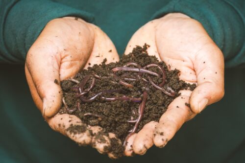 Compost avec des vers permettant la dégradation des biodéchets