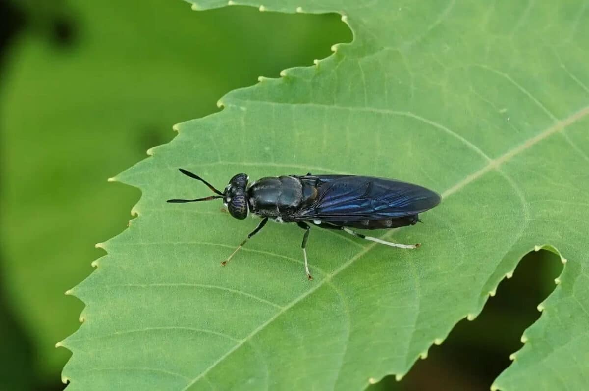 Mouche soldat noire utilisée pour la bioconversion