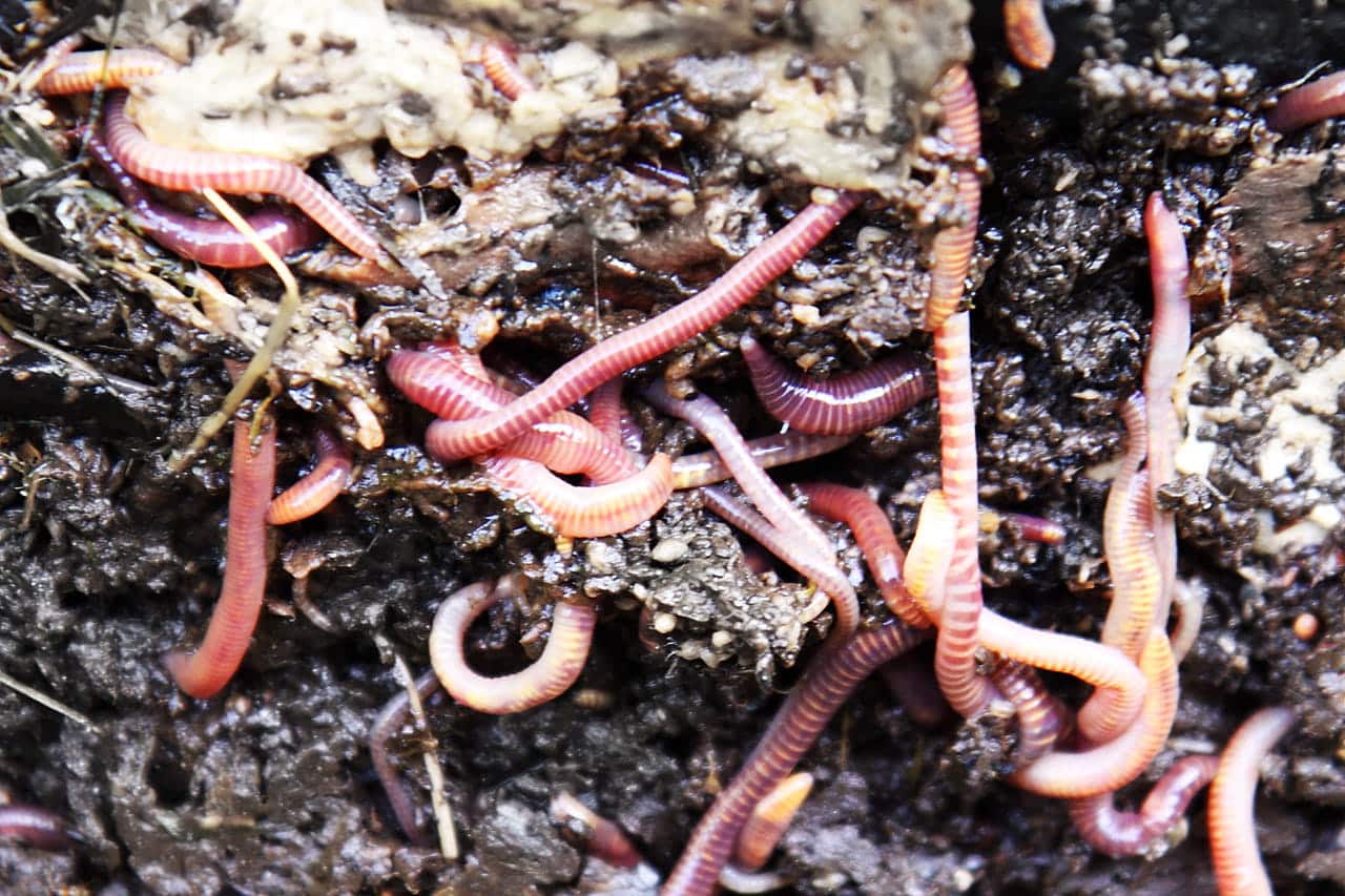 Vers composteurs rouges dans la terre