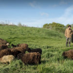 Photo de l'entreprise Les Moutons de L'Ouest, éco-pâturage