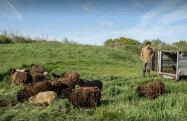 Photo of the company Les Moutons de L'Ouest, eco-grazing