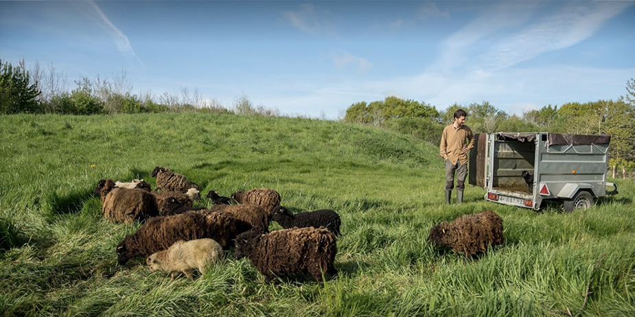 moutons-de-louest-1