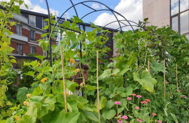 Photo de l'entreprise Cueillette Urbaine, agriculture en milieu urbain