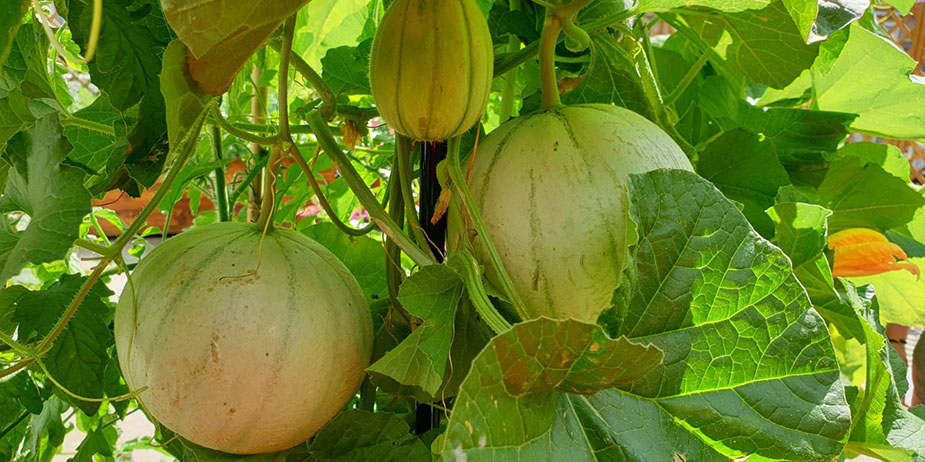 photo-cueillette-urbaine