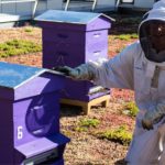 Photo de l'entreprise Bee Abeille, ruches en entreprise à Grenoble et Lyon