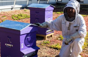 Company photo Bee Abeille, company hives in Grenoble and Lyon