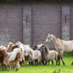 Photo de l'entreprise Ecozoone, écopâturage en entreprise