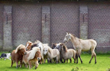 Photo de l'entreprise Ecozoone, écopâturage en entreprise