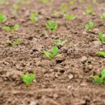 Photo de l'entreprise INOCULUMplus, spécialiste des mycorhizes