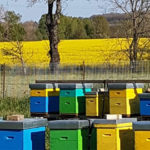 Photo de l'entreprise Beesolis, installation de ruches au sein d'entreprises