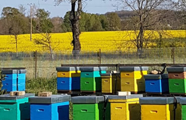 Photo of the company Beesolis, installation of beehives within companies