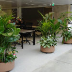 Photo de l'entreprise Plantez respirez, qualité de l'air par les plantes