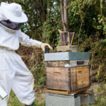 photo de l'entreprise BeeGuard spécialiste de la ruche connectée