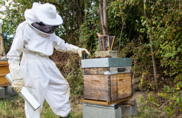 photo de l'entreprise BeeGuard spécialiste de la ruche connectée