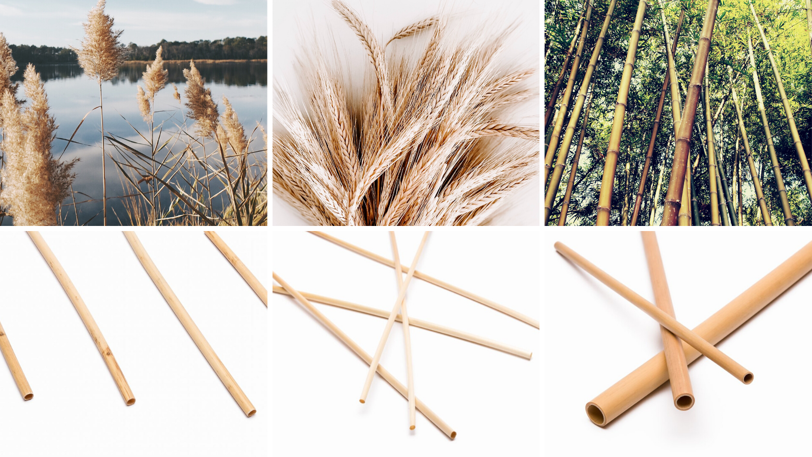 Pailles-Naturelles-Lespailles.com_