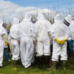 Photo de l'entreprise Mellona, ruches en entreprise