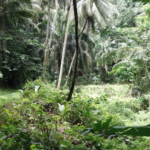 Photo de l'association Microland, préservation de l'environnement