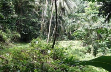 Photo de l'association Microland, préservation de l'environnement