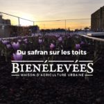 Photo de l'entreprise Bien Élevées, culture de safran sur les toits