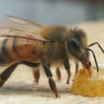 Photo de l'entreprise Apilia, ruches en entreprise