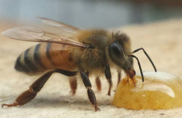 Photo de l'entreprise Apilia, ruches en entreprise