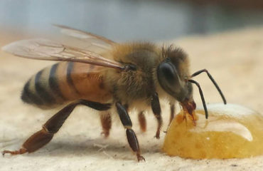 Company photo Apilia, beehives in business