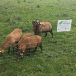 Photo de l'entreprise Eco Pâturage Vendéen, éco-pâturage en entreprise