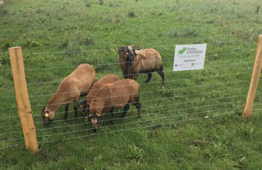 Photo of the company Eco Pâturage Vendéen, eco-grazing in business