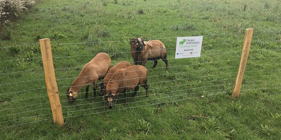 eco-paturage-vendeen-photo