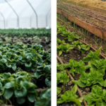 Photo de l'entreprise Neofarm, fermes agroécologiques et technologiques