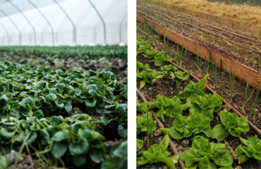 Photo de l'entreprise Neofarm, fermes agroécologiques et technologiques