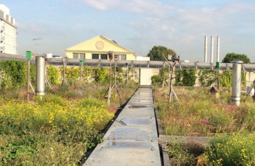 Photo of the company Wildroof, roofs with spontaneous greening