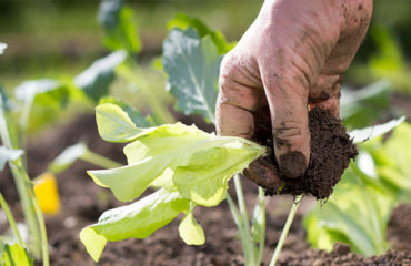 Photo of the company Rendez-Vous au Potager, vegetable garden in the company