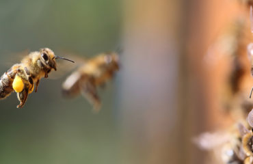 Photo of the company A roof for bees, hives in business