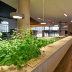 Photo de l'entreprise Ciel Mon Radis, potagers d'entreprise et animations