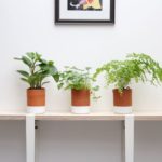 Photo de l'entreprise Ciel Mon Radis, potagers d'entreprise et animations