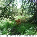 Photo de l'entreprise EcoTree, compensation écologique