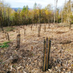 Photo de l'entreprise Stock CO2, plateforme de compensation carbone