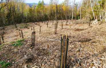 Photo de l'entreprise Stock CO2, plateforme de compensation carbone