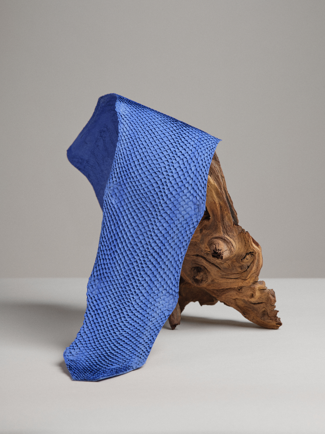 Squama-Brut-bleu-roi