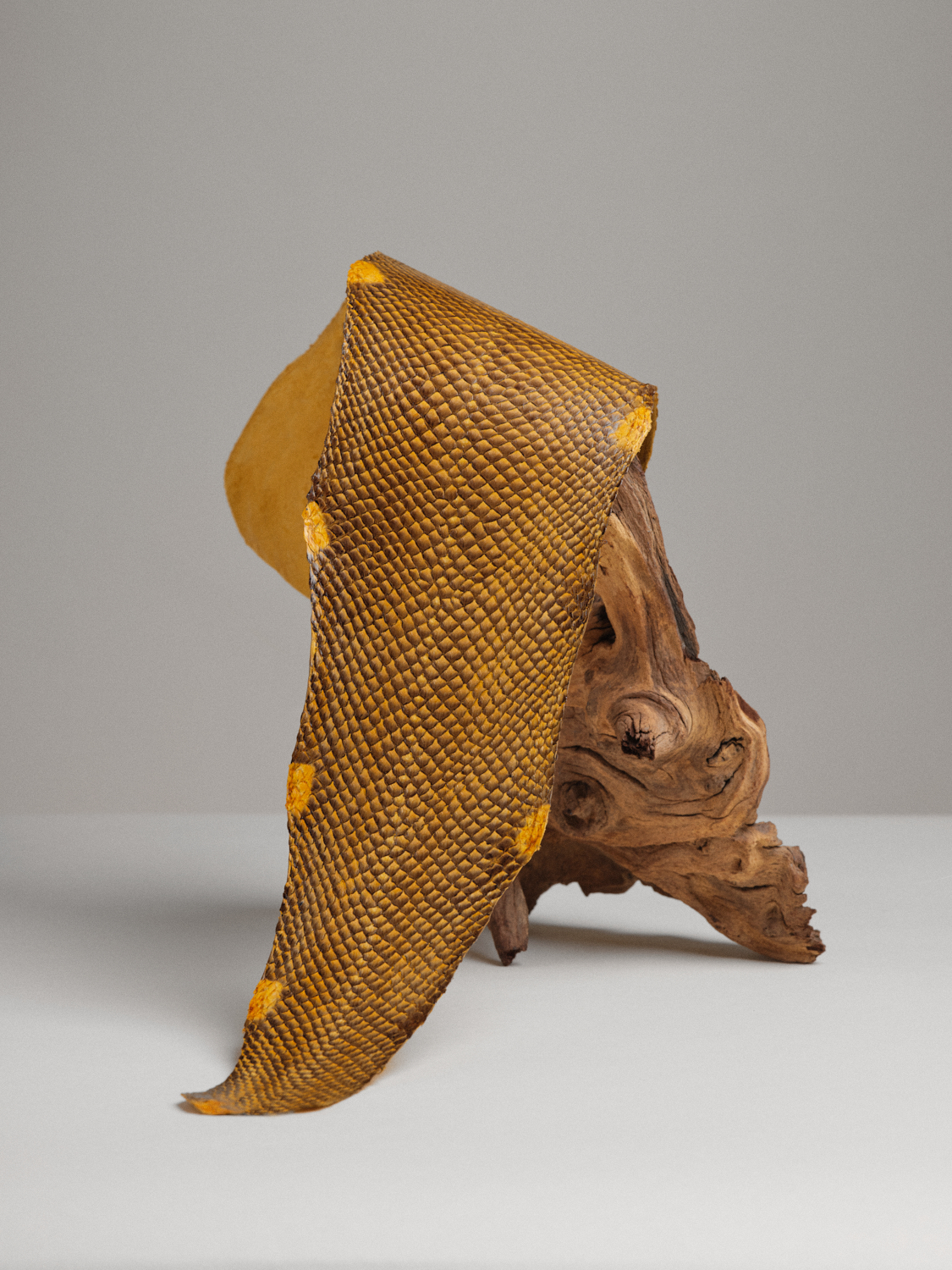 Squama-Dégradé-bourdon