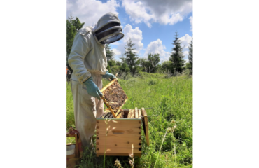 Company photo Apimelis, hives in town and in business