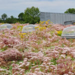 Photo de l'entreprise Atelier du Végétal, spécialiste de la toiture végétalisée