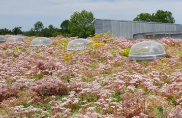 Photo of the company Atelier du Végétal, specialist in green roofs