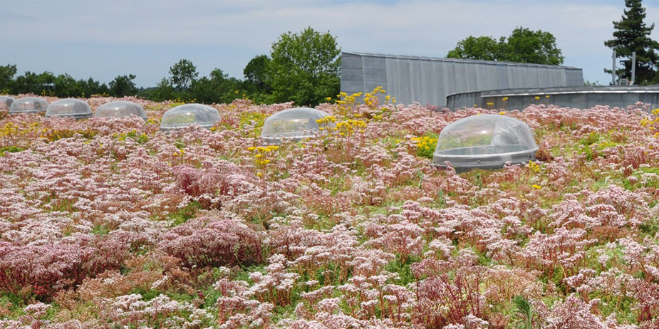 atelier-du-vegetal-photo